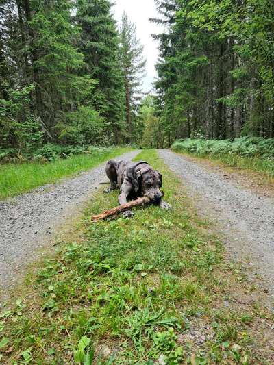 Dogorama Photo Challenge - Märchenwald-Beitrag-Bild