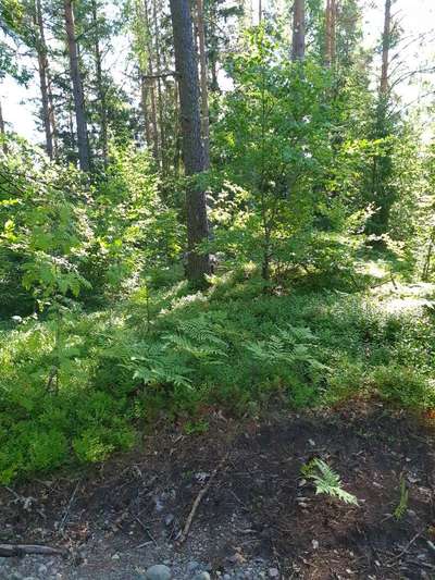 Dogorama Photo Challenge - Tarnung ist alles-Beitrag-Bild