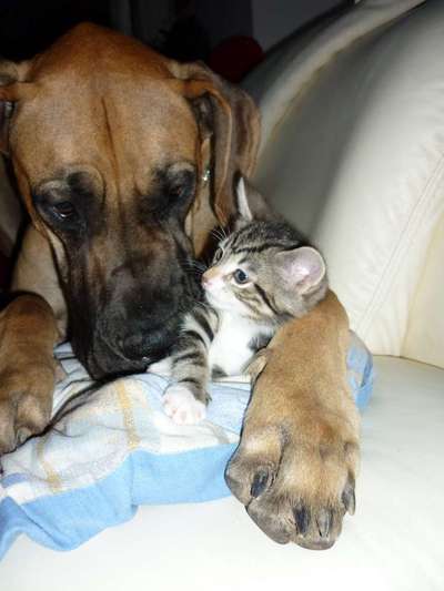 Hund und Katz Momente-Beitrag-Bild