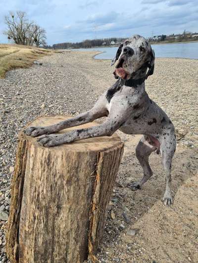 Deutsche Doggen Besitzer zeigt euch-Beitrag-Bild