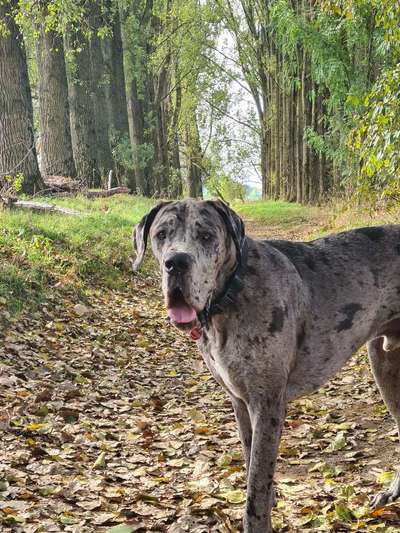 Fotochallenge Nr. 99 Herbst und Halloween🍁🍂-Beitrag-Bild