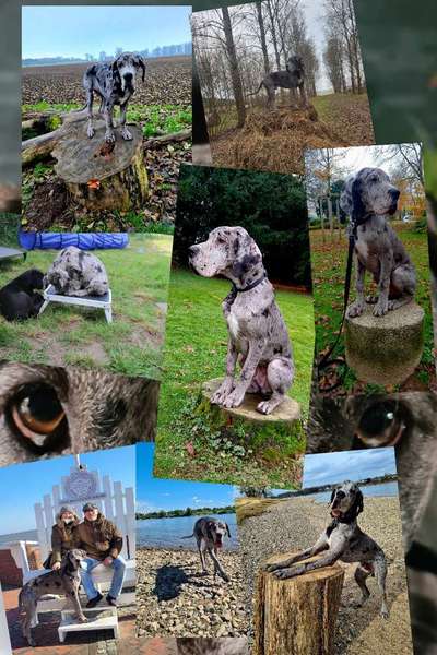 31. Collagen Challenge - Bänke/ Steine /Baumstümpfe-Beitrag-Bild