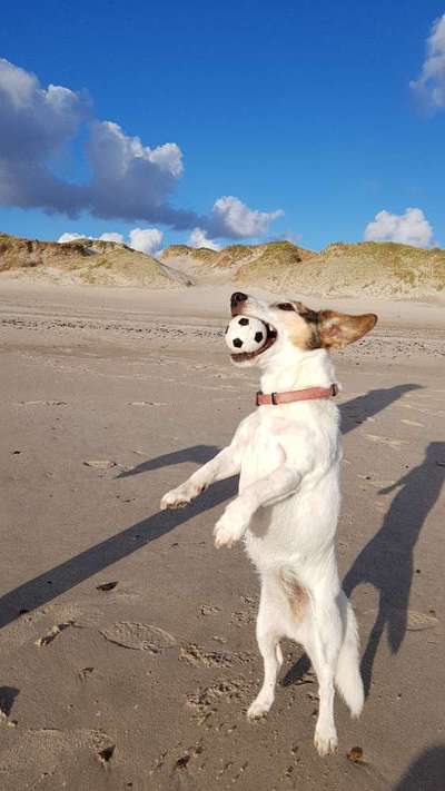 Hunde in Action-Beitrag-Bild