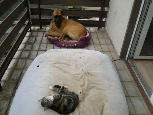 Dogorama Foto Challenge - Erwischt-Beitrag-Bild