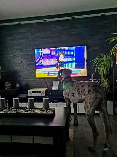 Dogorama Photo Challenge - Wir schauen fern (TV)-Beitrag-Bild