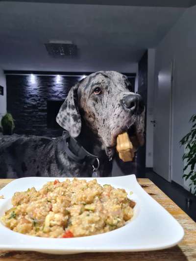 31. Handy - Fotochallenge
Vierbeiner mit am Tisch-Beitrag-Bild