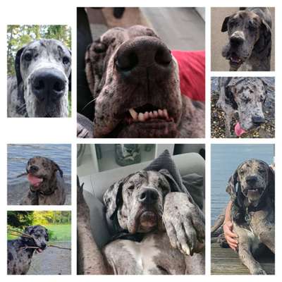 20. Collagen Challenge - "Lustige Schnappschüsse"-Beitrag-Bild