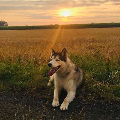 Hundetreffen-Rundgang mit Hund-Bild