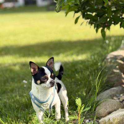 Hundetreffen-Social Walk mit Peanut🥜🐾-Bild