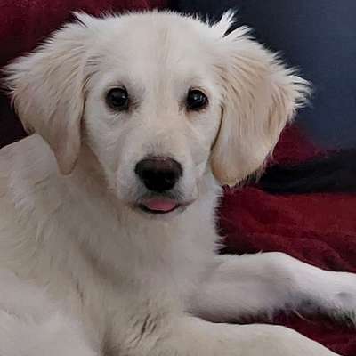Hundetreffen-Coco 4 Monate soll die Welt mit erfahrenen Hund kennen lernen :)-Bild