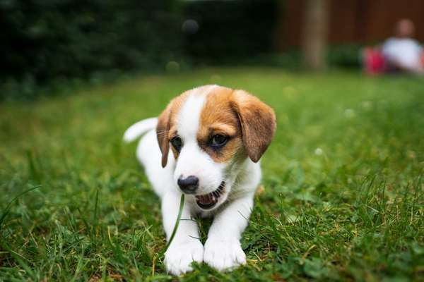 Die Dogorama Kalender Challenge 4/4-Beitrag-Bild