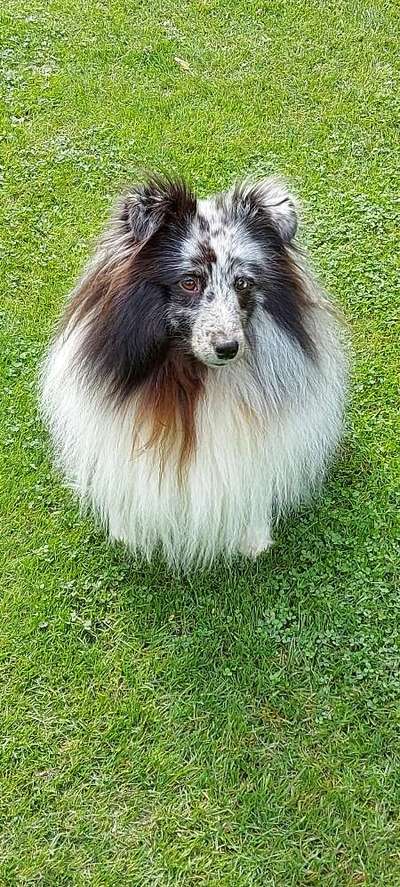 Welpenfotos-Beitrag-Bild