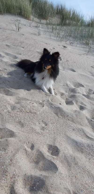 Postet das beste Foto von euren 4 beinern-Beitrag-Bild