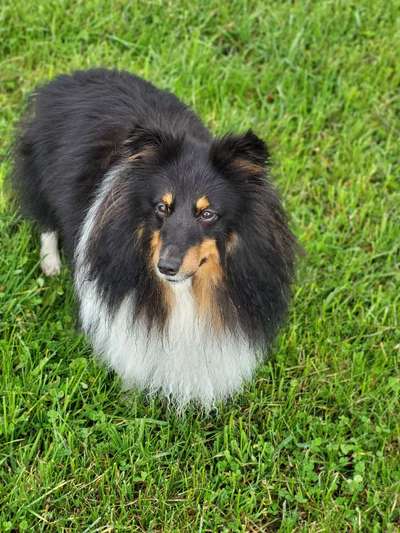 Dogorama Photo Challenge - Portrait-Beitrag-Bild