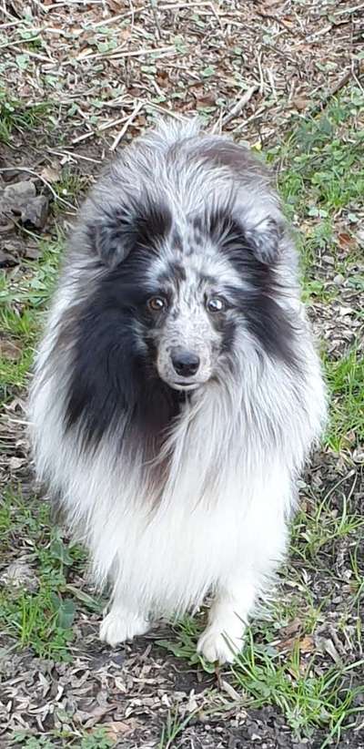 Postet das beste Foto von euren 4 beinern-Beitrag-Bild