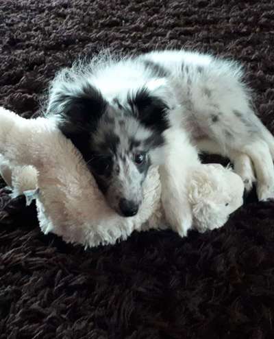 Welpen Bilder !-Beitrag-Bild