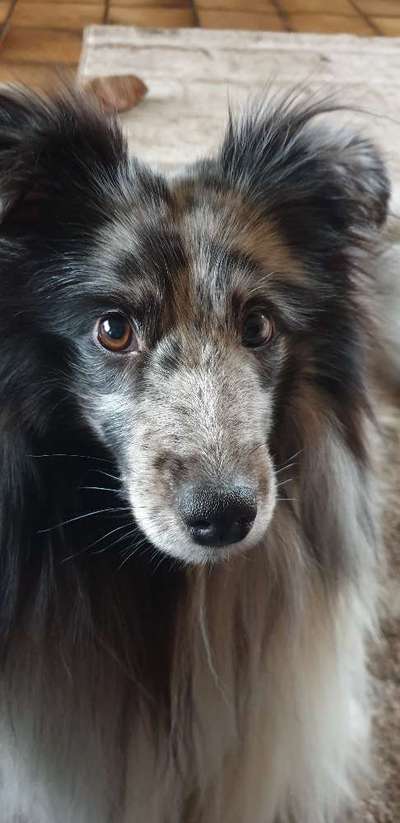 Zeigt mir die tollste Nahaufnahme von eurer Fellnase-Beitrag-Bild