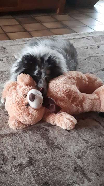 Der Lieblingsplüschi eures Vierbeiners-Beitrag-Bild