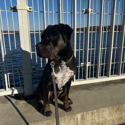 Hundetreffen-Spielfreunde gesucht für Hundegarten-Bild