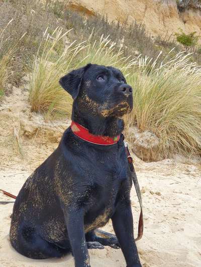 Die Dogorama Wochen Challenge: “Dein Hund im Urlaub”-Beitrag-Bild