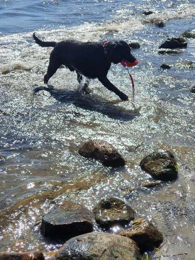 Die Dogorama Kalender Challenge 4/4-Beitrag-Bild