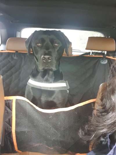 Wo sind meine Labrador Freunde-Beitrag-Bild