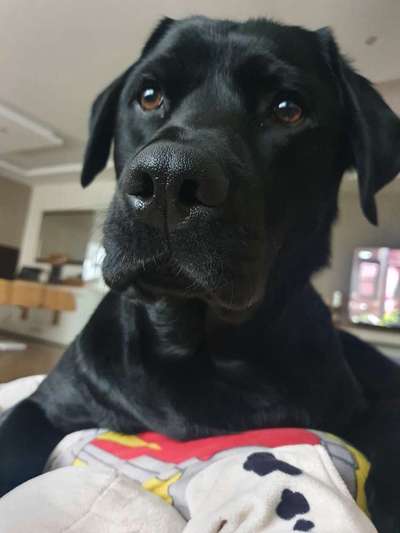 Zeigt mir die tollste Nahaufnahme von eurer Fellnase-Beitrag-Bild