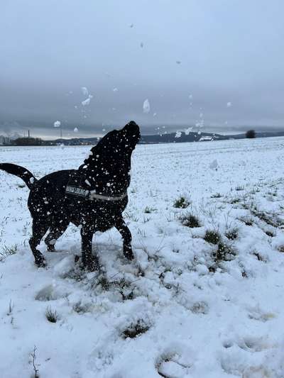 Verspielt-Beitrag-Bild