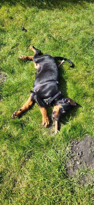 Hundetreffen-Welpentreff-Bild