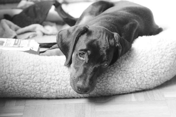 Foto-Challenge 76: Foto in Schwarz-Weiss-Beitrag-Bild