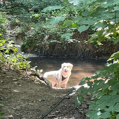 Hundetreffen-Gassirunde-Bild
