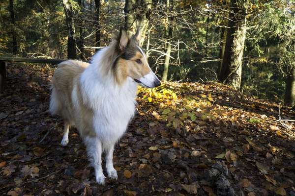 Langhaar Collies-Beitrag-Bild