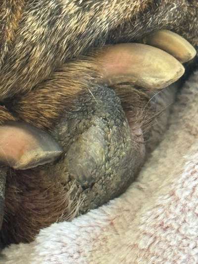 Hyperkeratose Pfote Hund Lahmheit-Beitrag-Bild