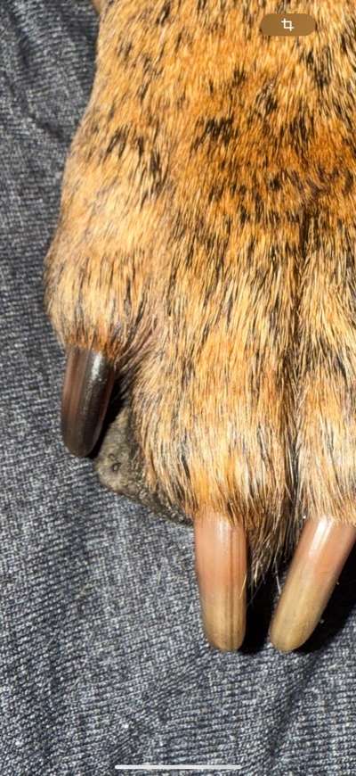 Hyperkeratose Pfote Hund Lahmheit-Beitrag-Bild