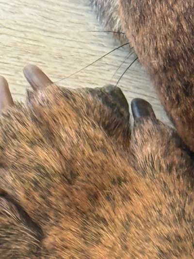 Hyperkeratose Pfote Hund Lahmheit-Beitrag-Bild