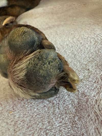 Hyperkeratose Pfote Hund Lahmheit-Beitrag-Bild