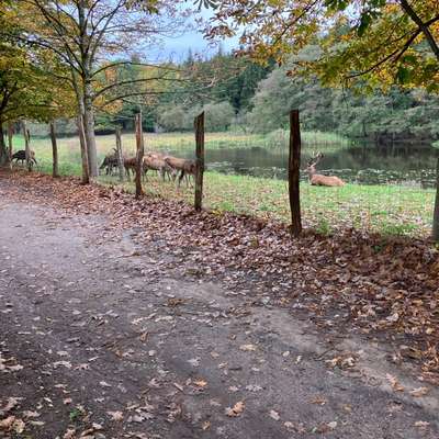 Hundeauslaufgebiet-Tiergehege Hammer-Bild