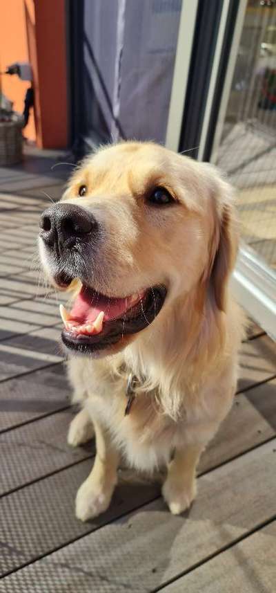 Wo sind die Golden Retriever Liebhaber?-Beitrag-Bild