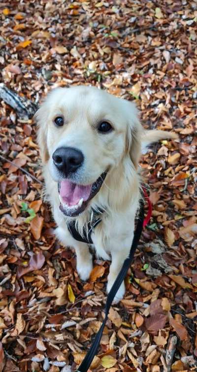 Wo sind die Golden Retriever Liebhaber?-Beitrag-Bild