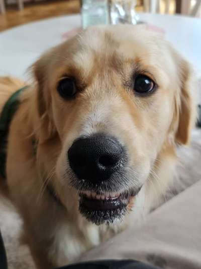 Golden Retriever-Beitrag-Bild