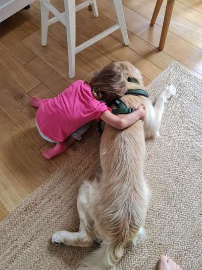 Golden Retriever Arbeitslinie-Beitrag-Bild