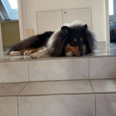 Hundetreffen-Spielkameraden gesucht!-Bild
