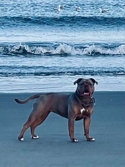 Die Dogorama Kalender Challenge Titelbild-Beitrag-Bild