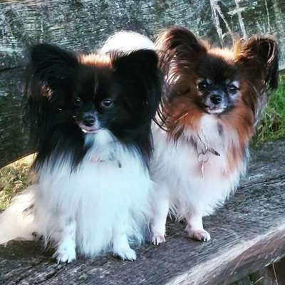 Wo sind die Papillon Besitzer?-Beitrag-Bild