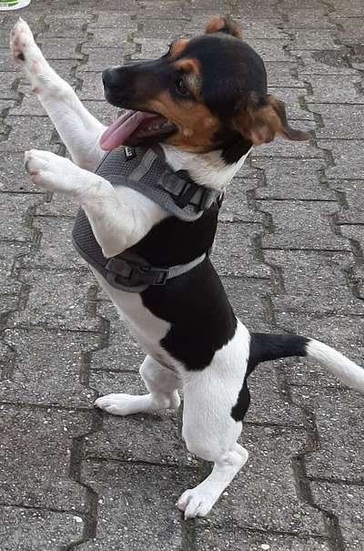 Die Dogorama Wochen Challenge-Beitrag-Bild