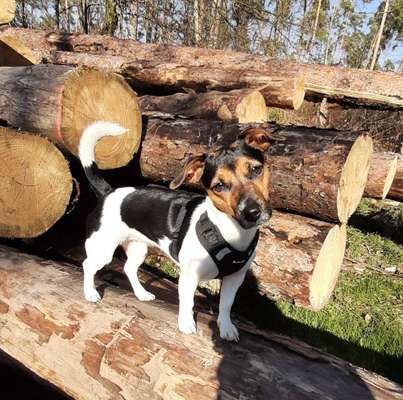 Wald Bild-Beitrag-Bild