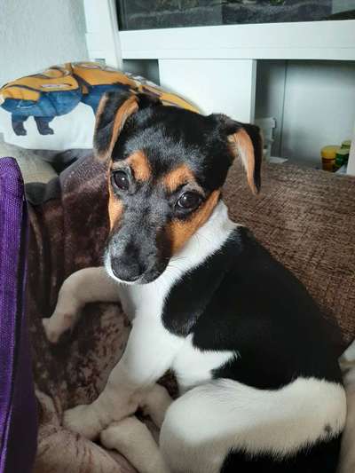 Wo sind die Jack und Parson Russell Terrier?-Beitrag-Bild