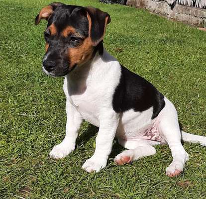 Die Dogorama Monats Challenge "Es grünt und blüht"-Beitrag-Bild