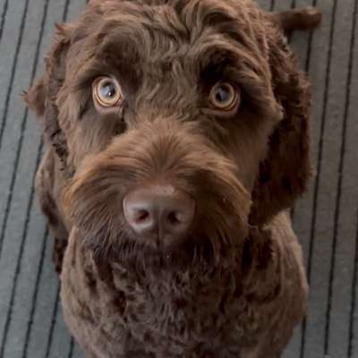 Hundetreffen-Wir wollen toben und spazieren-Bild