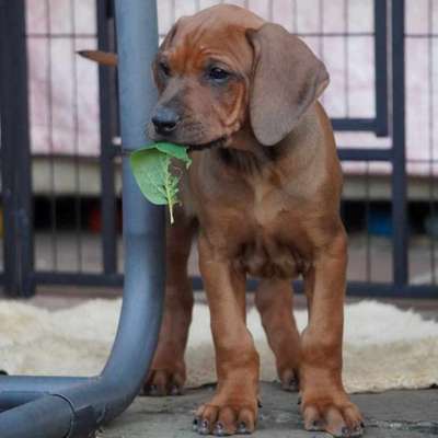 Hundetreffen-Welpentreffen in Heidelberg (Handschuhsheim)-Bild